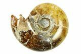 Polished, Sutured Ammonite (Eotetragonites?) Fossil - Madagascar #287598-1